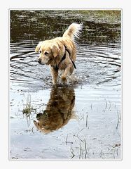 hund in der pfütze ...