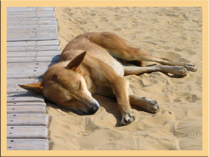 Hund in der Sakkara Anlage, Ägypten