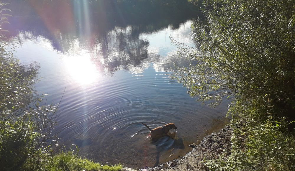 Hund in der Sieg