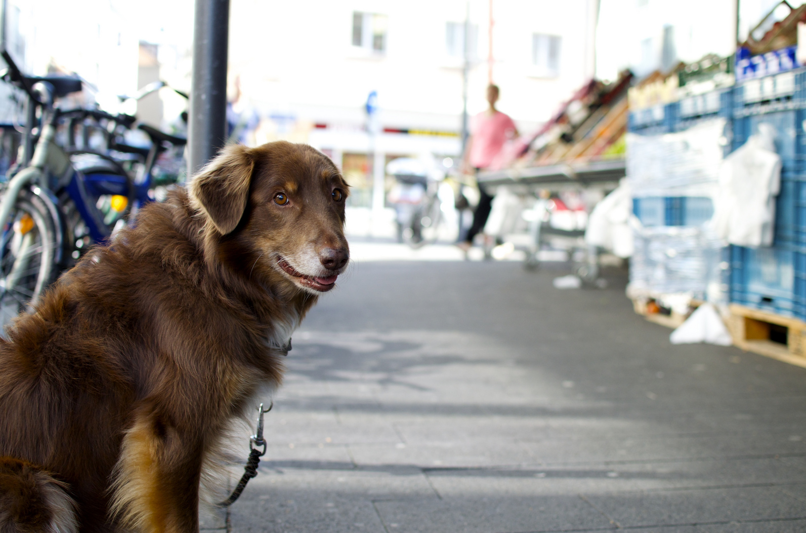 Hund in der Stadt