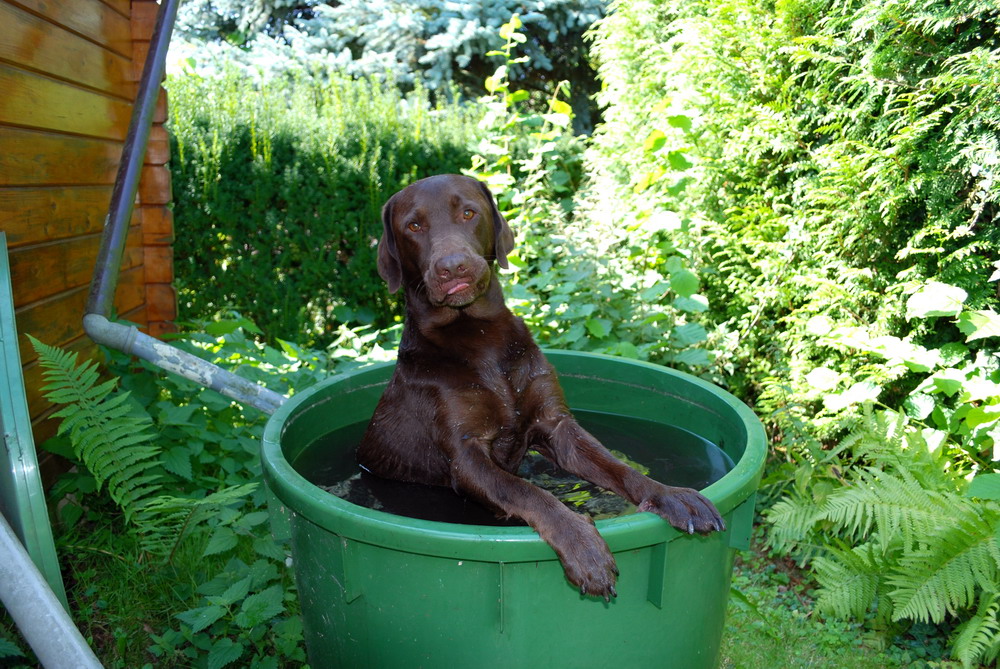 Hund in der Tonne