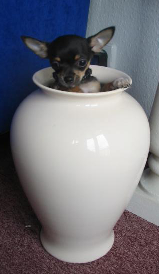 Hund in der Vase