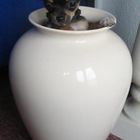 Hund in der Vase