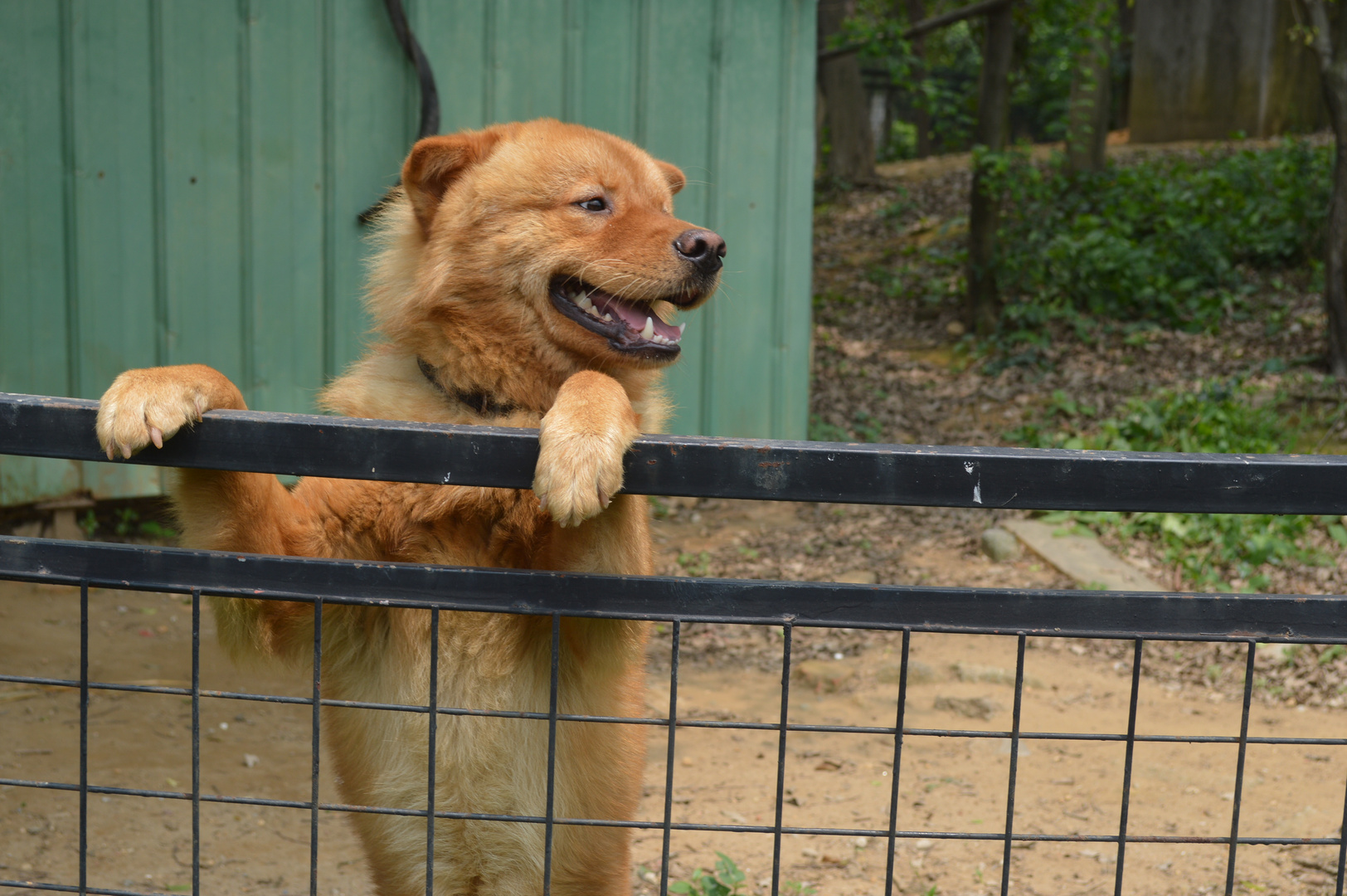 Hund in der Zhixin-High School