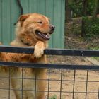 Hund in der Zhixin-High School