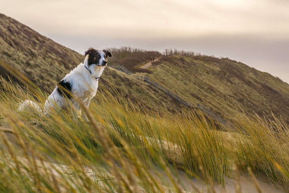 Hund in Dünenlandschaft