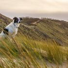 Hund in Dünenlandschaft