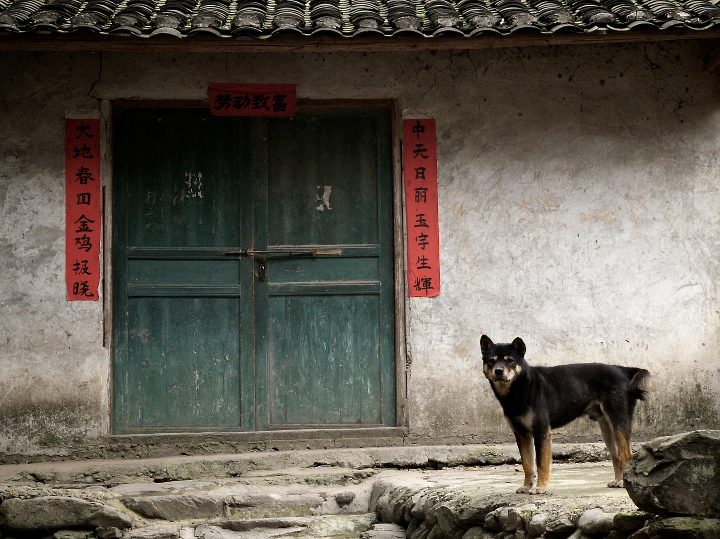 Hund in einem chinesischen Dorf