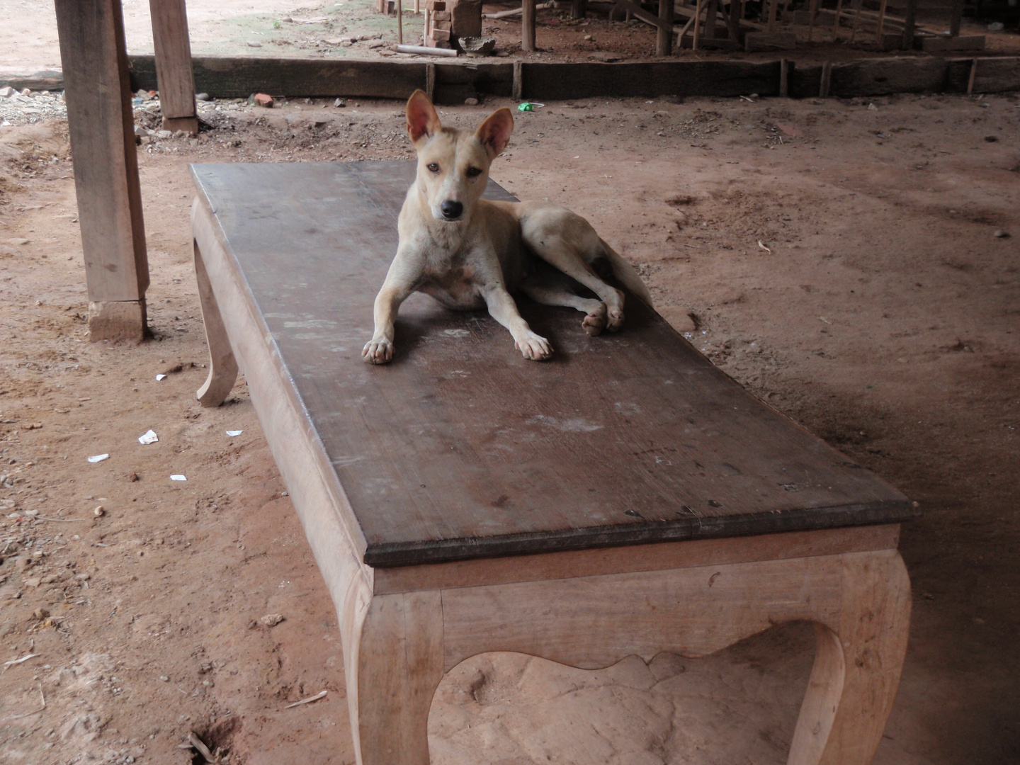 hund in einem dorf nahe luang prabang, laos 2010