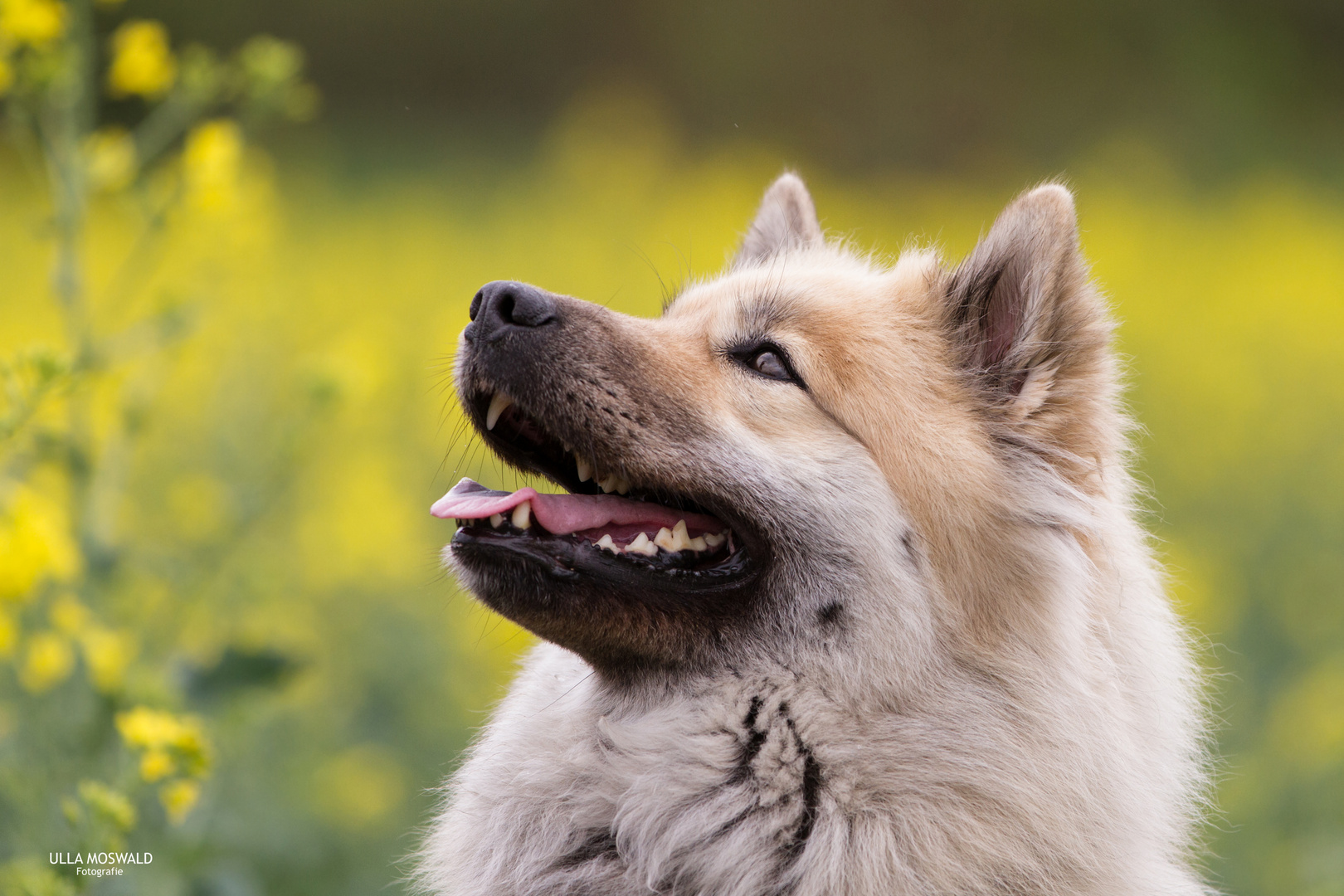 Hund in gelb*** Foto & Bild tiere, haustiere, hunde Bilder auf