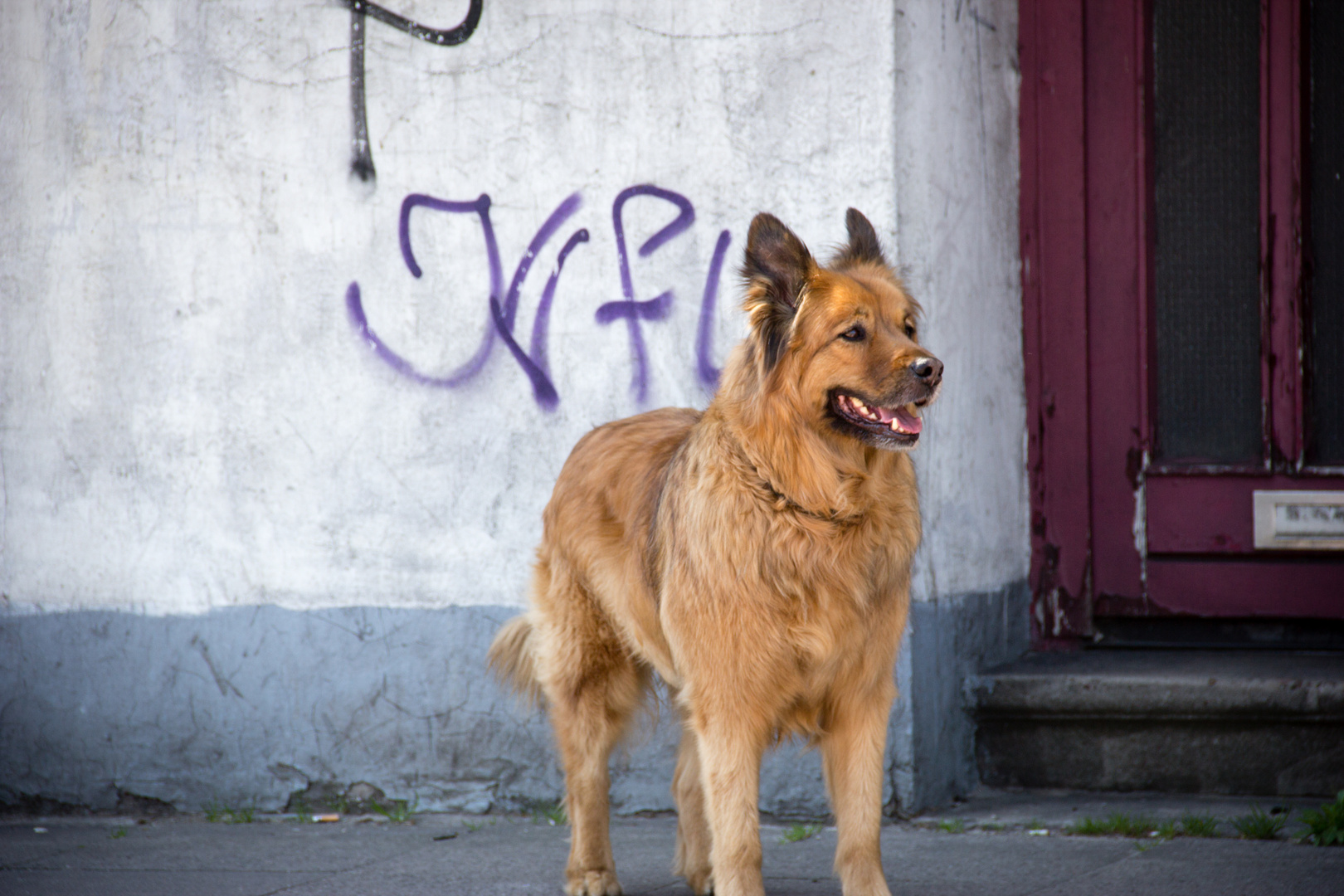 Hund in Hamburg