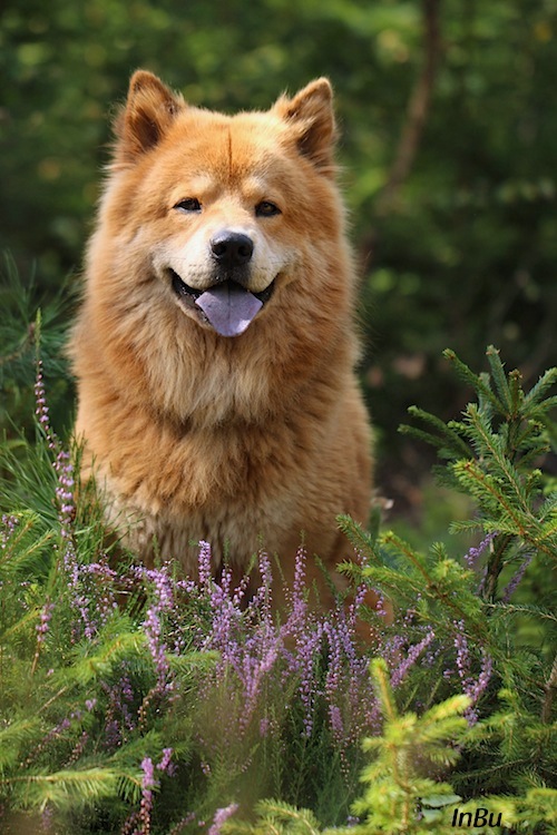 Hund in Heidekraut