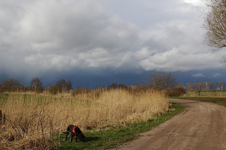 Hund in Landschaft