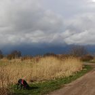 Hund in Landschaft