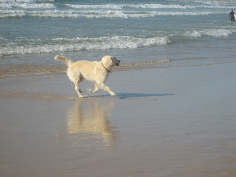 Hund in Portugal