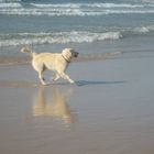 Hund in Portugal