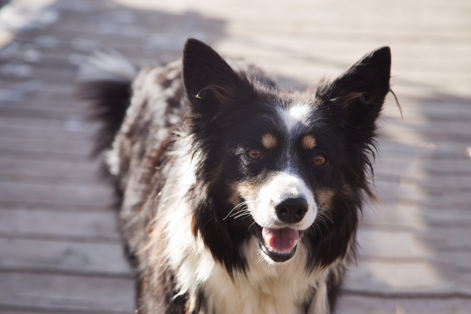 Hund in Pose