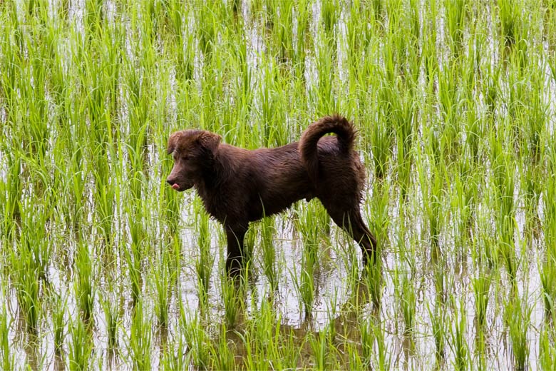 Hund in Reisfeld