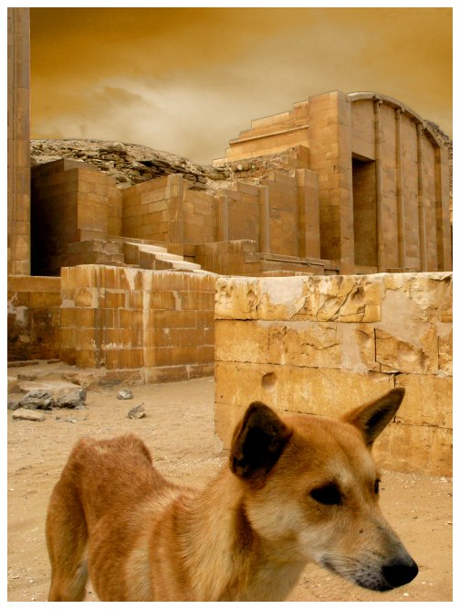 Hund in Sakkara