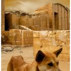 Hund in Sakkara