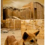 Hund in Sakkara