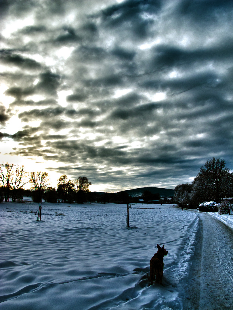 Hund in Schneelandschaft