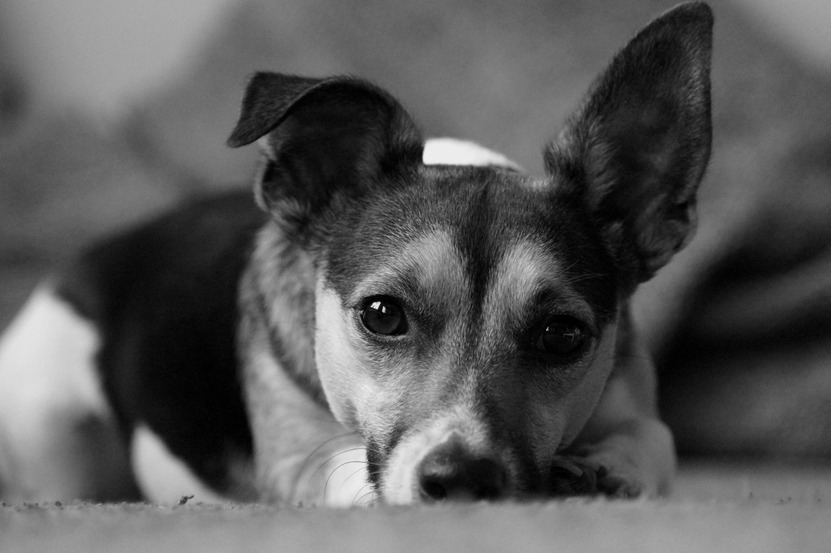 Hund in schwarz weiß