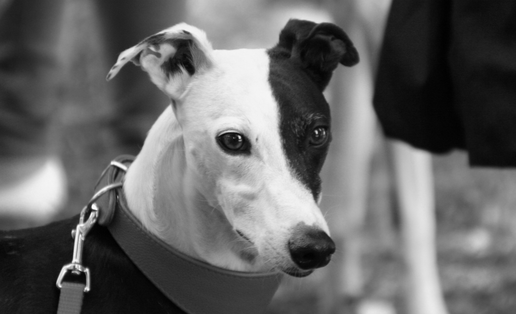 Hund in schwarz/weiß Foto & Bild natur, tiere, bilder Bilder auf