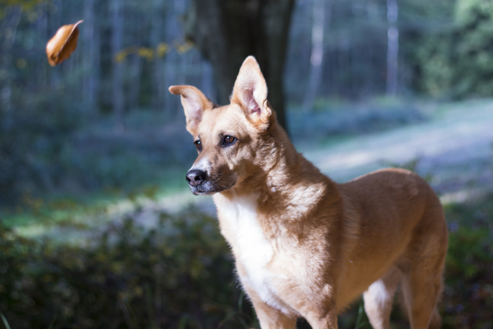 Hund in seinem Element