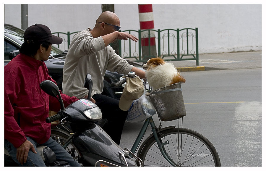 Hund in Shanghai ...