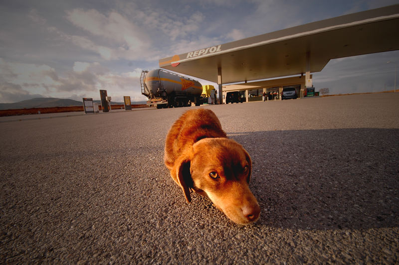 Hund in Spanien