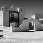 Hund in Taos