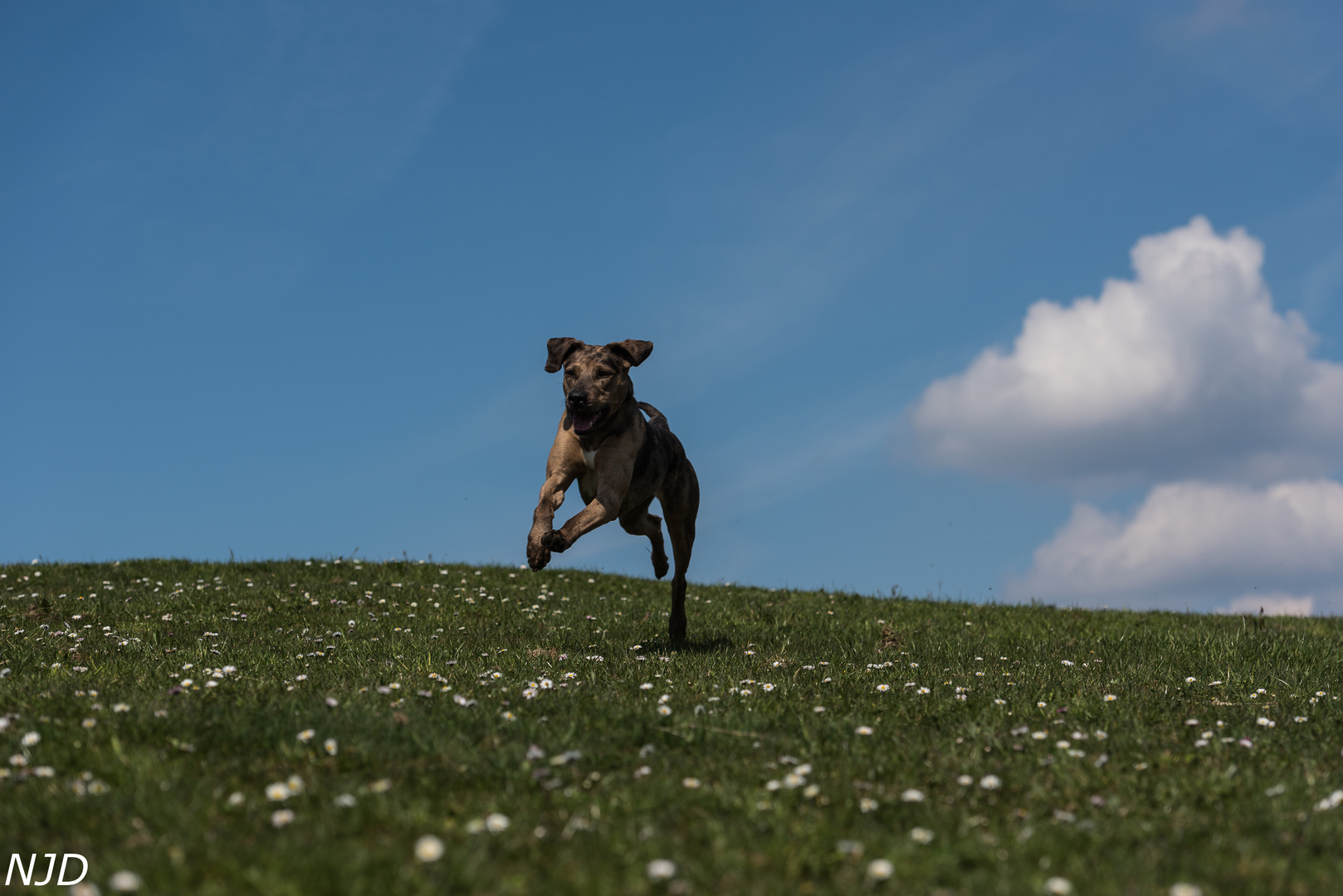 Hund Jaga in Aktion