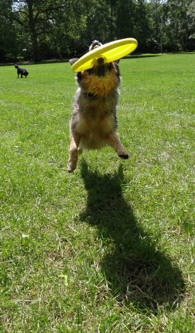 Hund jagt Frisbee