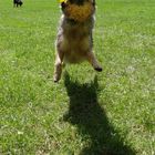 Hund jagt Frisbee