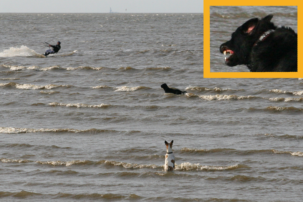 Hund jagt Surfer