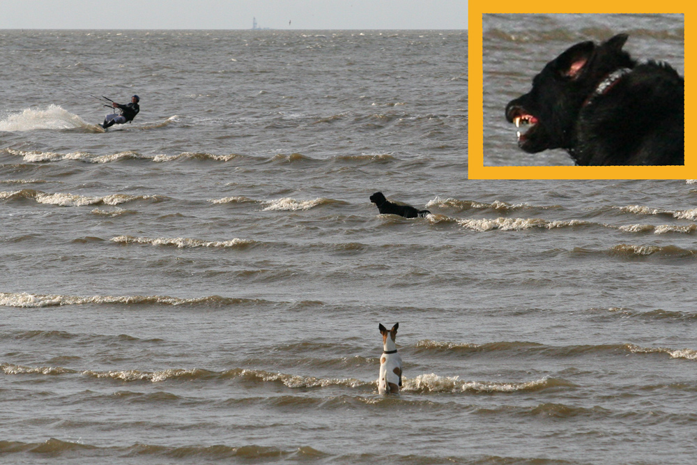 Hund jagt Surfer Foto & Bild tiere, haustiere, hunde Bilder auf