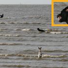 Hund jagt Surfer