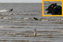 Hund jagt Surfer