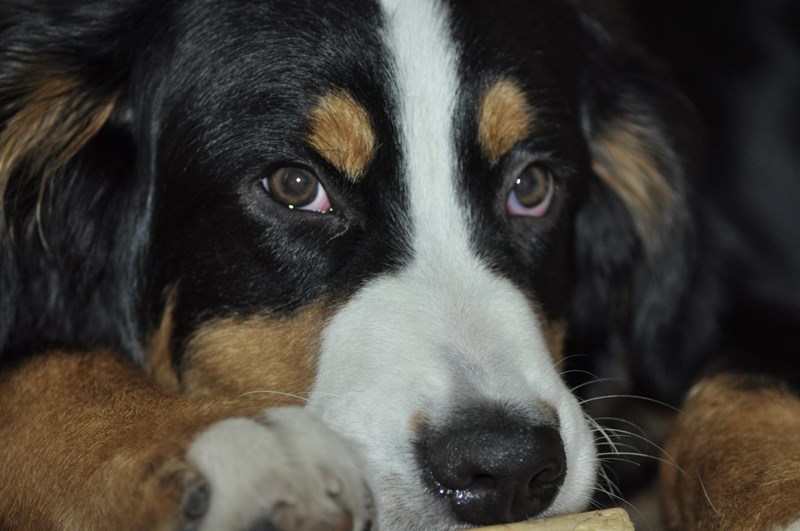 Hund - junger Welpe Bernersennenhund