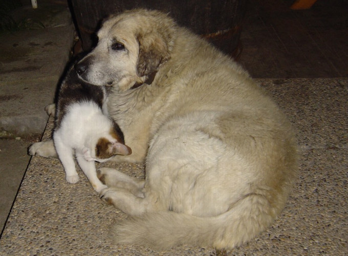 Hund & Katz