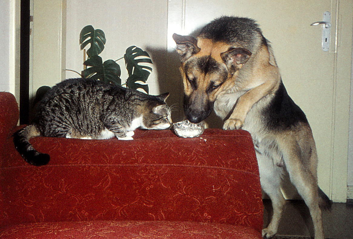 Hund & Katze....