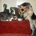 Hund & Katze....