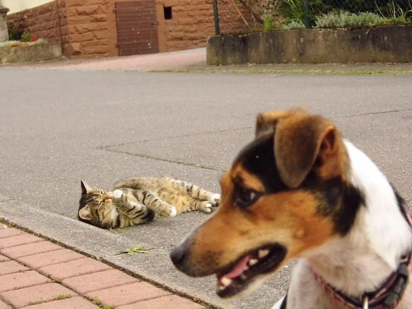 Hund & Katze
