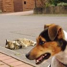 Hund & Katze