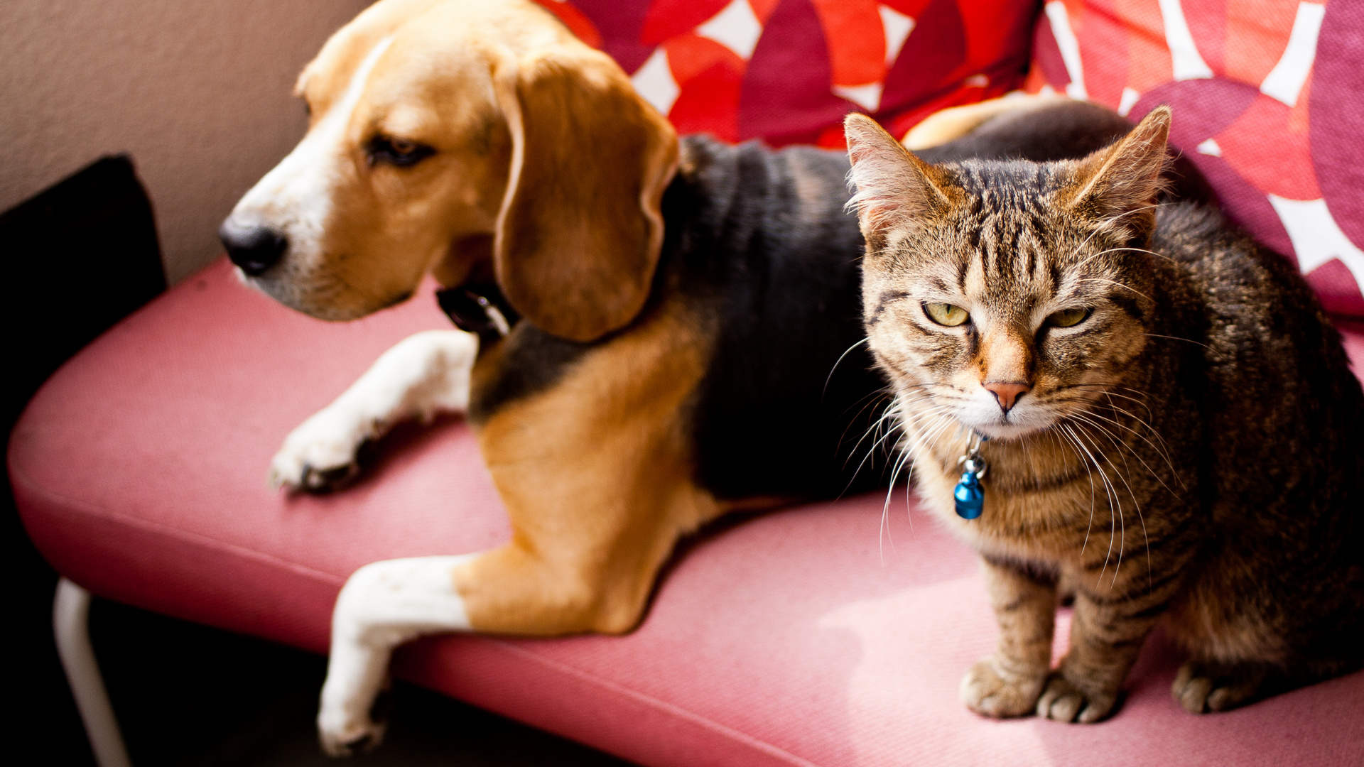 katze wedelt wie hund