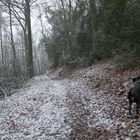 Hund kennt Abkürzung ist aber unschlüssig.