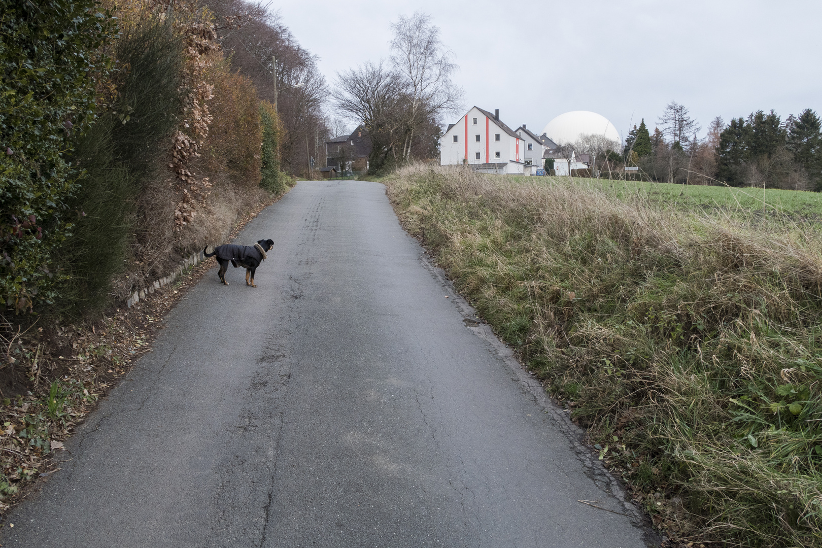 Hund klein, Ego groß! Na guuut, dann hol das Bällchen...