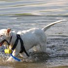 Hund kommt nach einem kühlen Bad aus dem Wasser