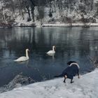 Hund kommuniziert Schwäne schräg von der Seite an. Schwäne finden keine passende Antwort.